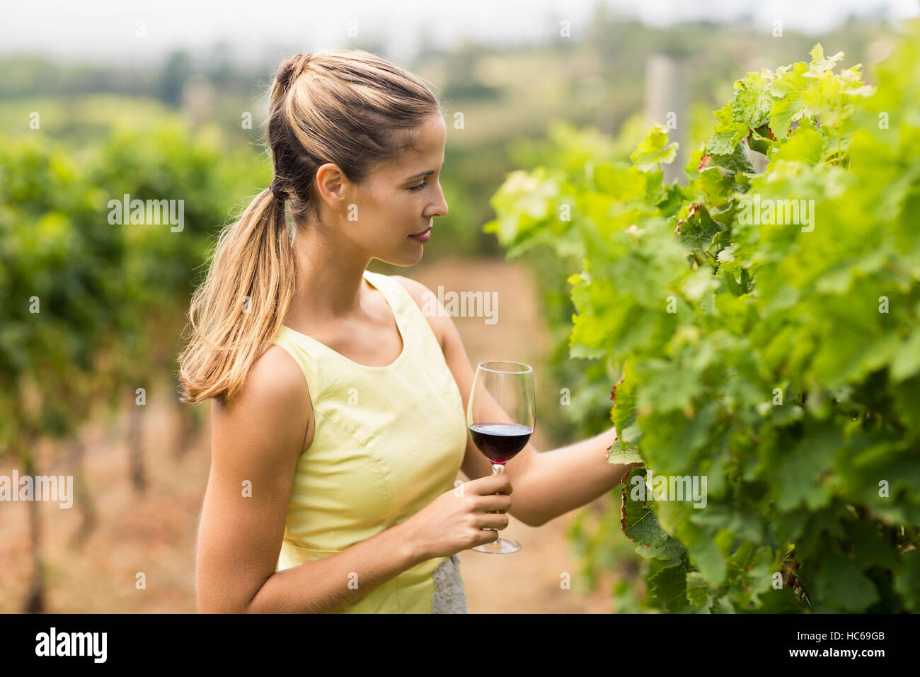 Femmina vignaiolo tenendo il vino e il vetro di ispezione di raccolto di uve Foto Stock