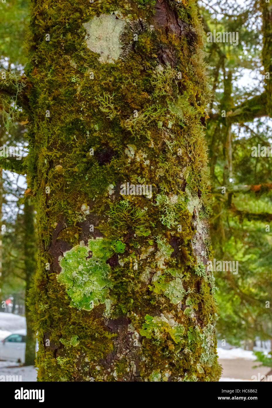 Bella scena invernale nel paesaggio innevato a foreste di montagna in Grecia Foto Stock