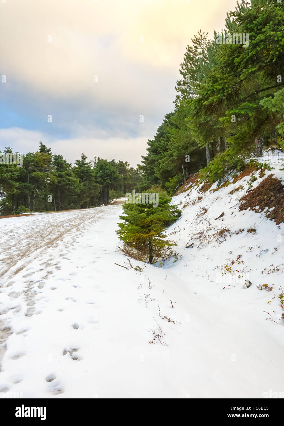 Bella scena invernale nel paesaggio innevato a foreste di montagna in Grecia Foto Stock
