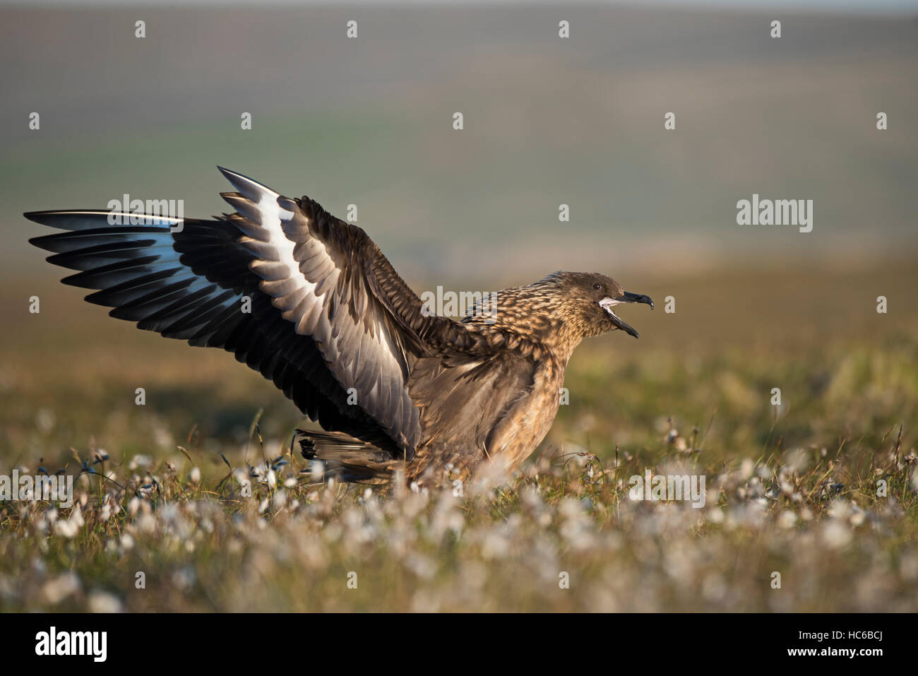 Grande Skua, Stercorarious skua visualizzazione presso il suo nido su Hermaness Riserva Naturale Nazionale, Unst Shetland Giugno Foto Stock