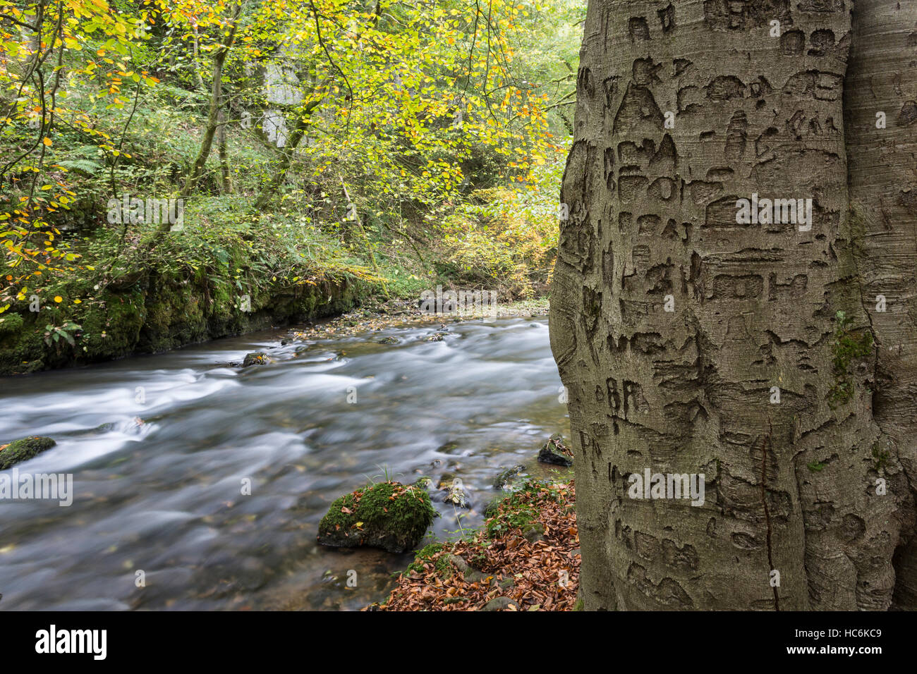 Età iniziali incise nella corteccia di un faggio lungo il fiume Wye, Derbyshire, Parco Nazionale di Peak District Foto Stock
