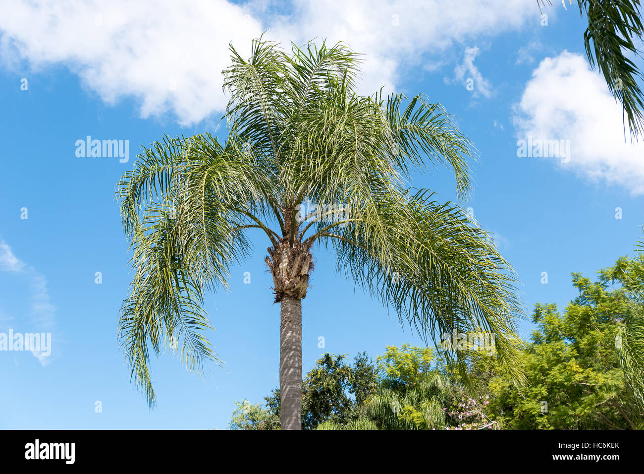 Un albero di palma nel sole Foto Stock