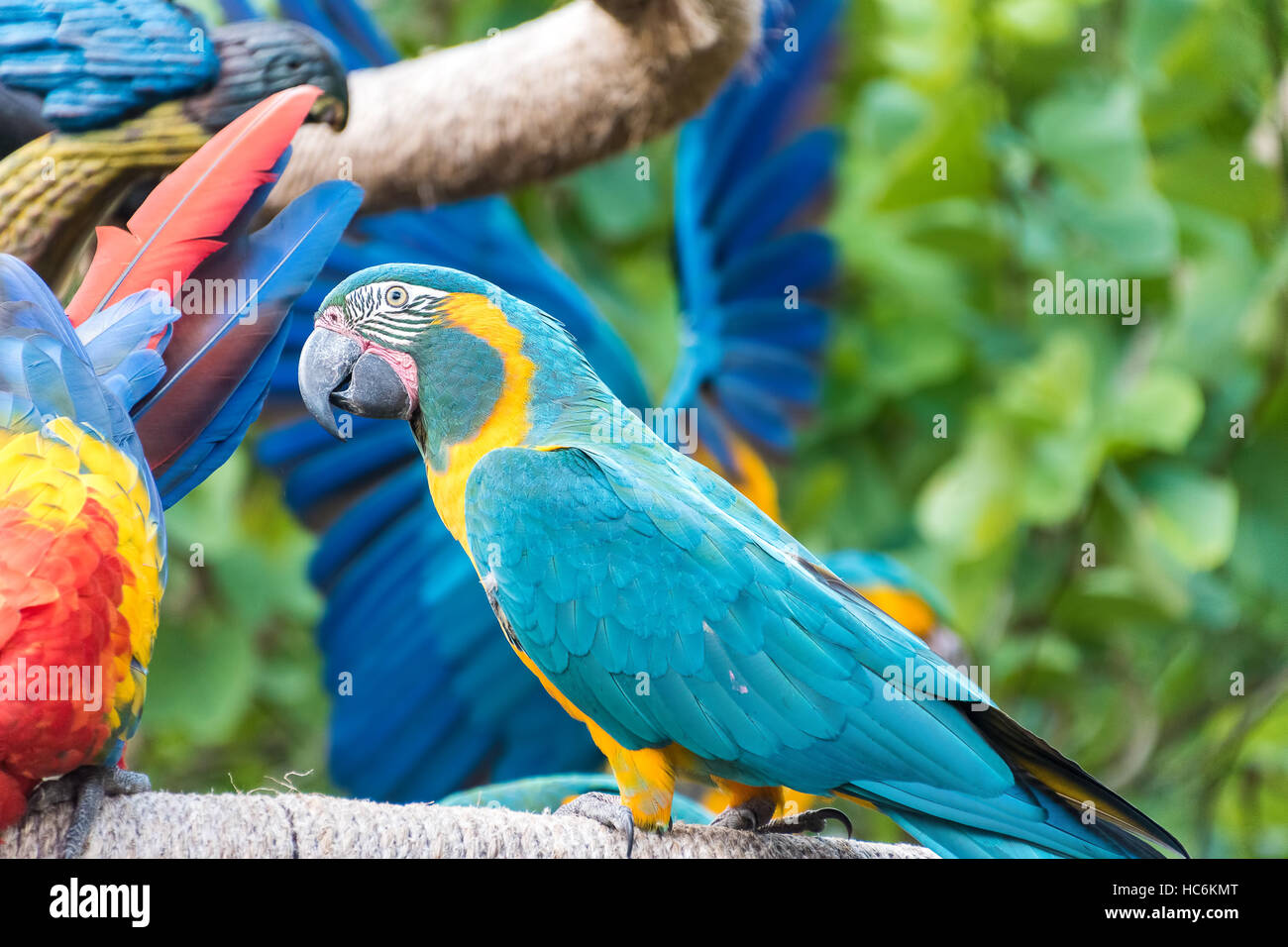 Colorate e luminose macaw uccelli Foto Stock