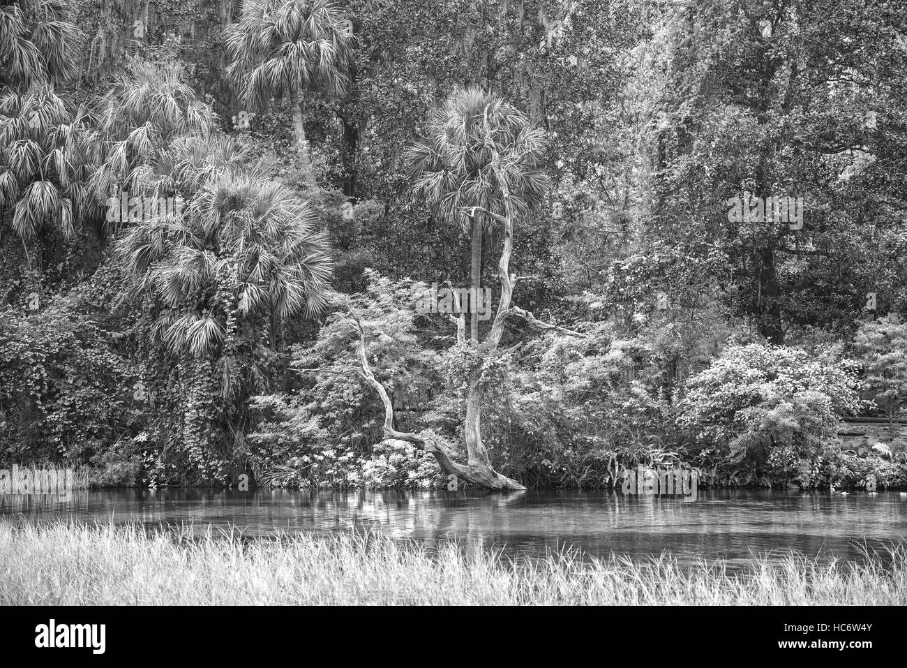 Rainbow Springs State Park in Dunnellon, Florida; sorgenti del bellissimo arcobaleno fiume. Foto Stock