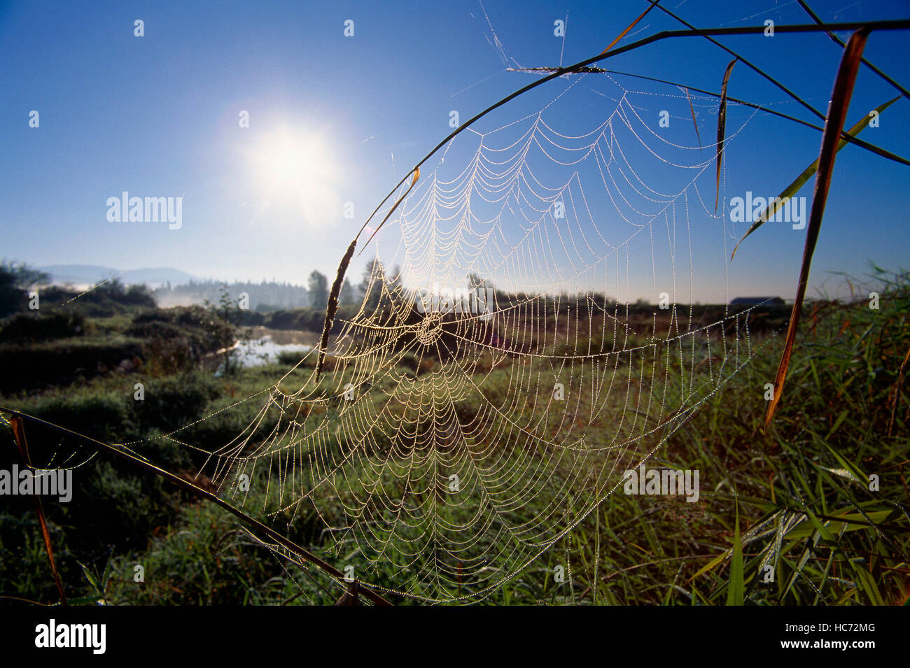Spider Web contemplati all'inizio di Rugiada di mattina in un paesaggio rurale Foto Stock