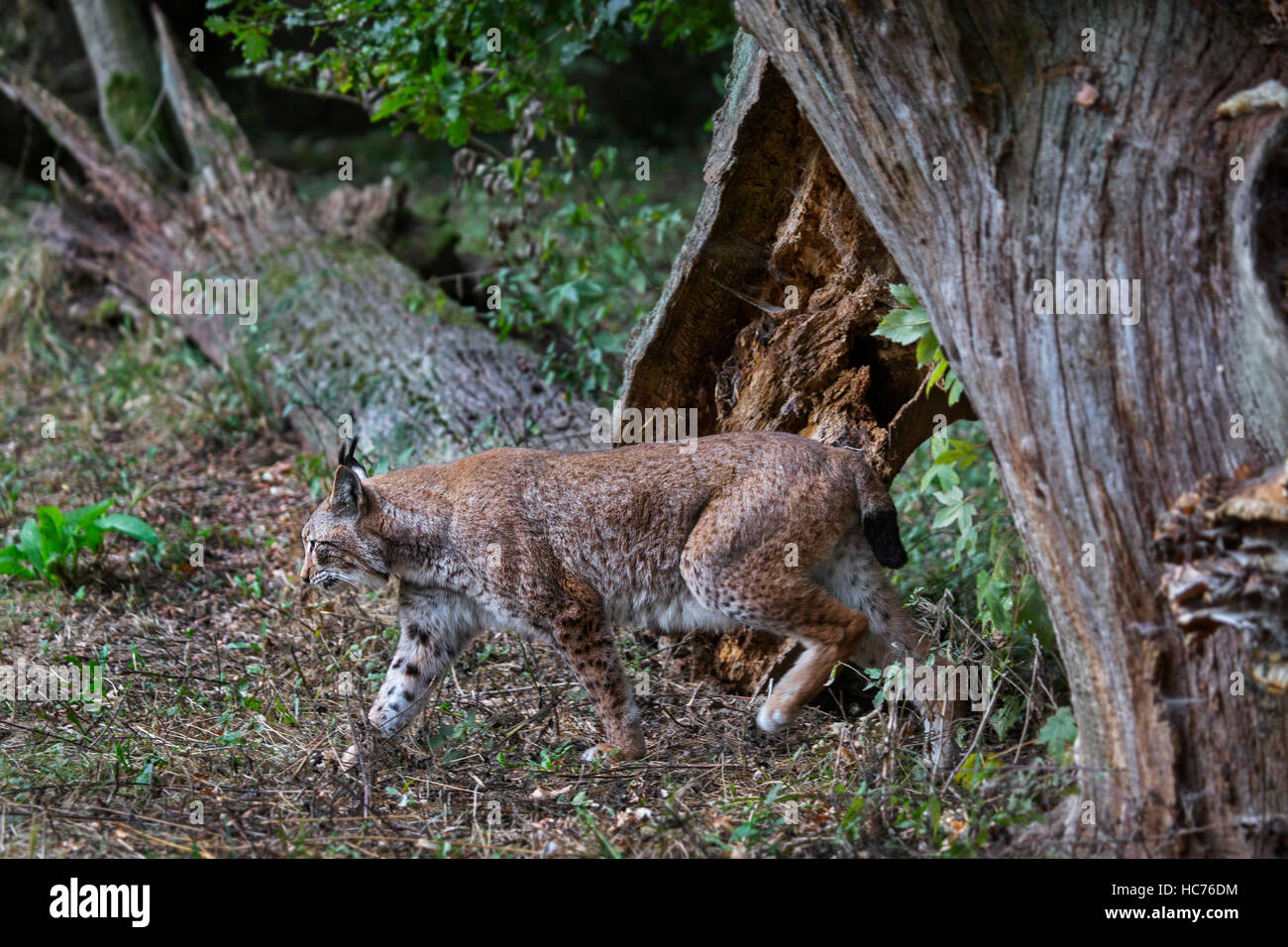 Caccia eurasiatica (Lynx Lynx lynx) che mostra Colori di mimetizzazione nella foresta Foto Stock