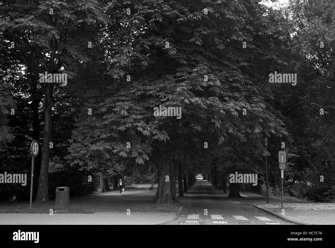 Buiten Boeverievest, viale alberato di alberi, Bruges, Belgio Foto Stock