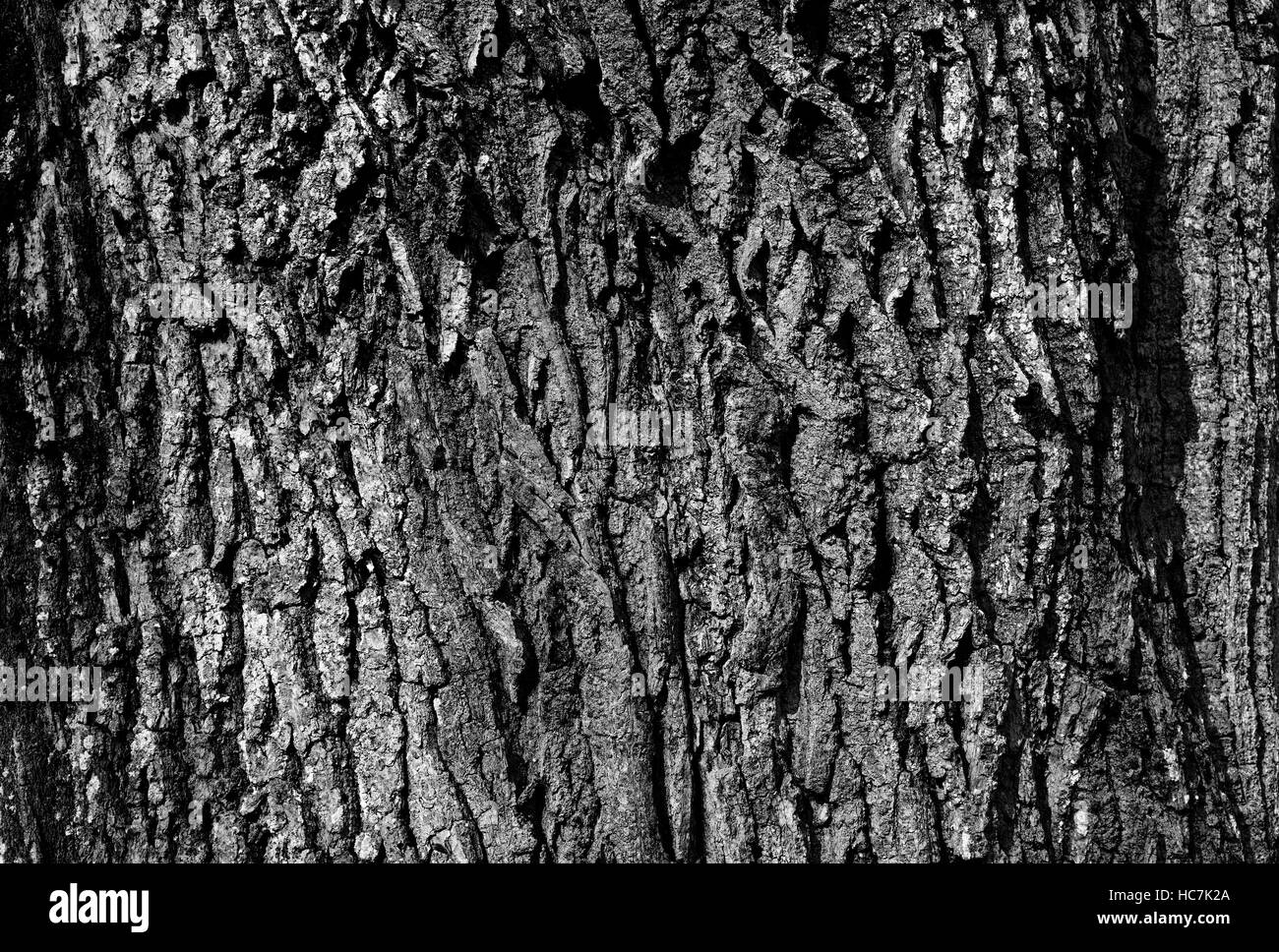 Primo piano e macro di una vecchia quercia in sun. Corteccia di legno su un albero. Sole brillante e la molla. BW Foto Stock