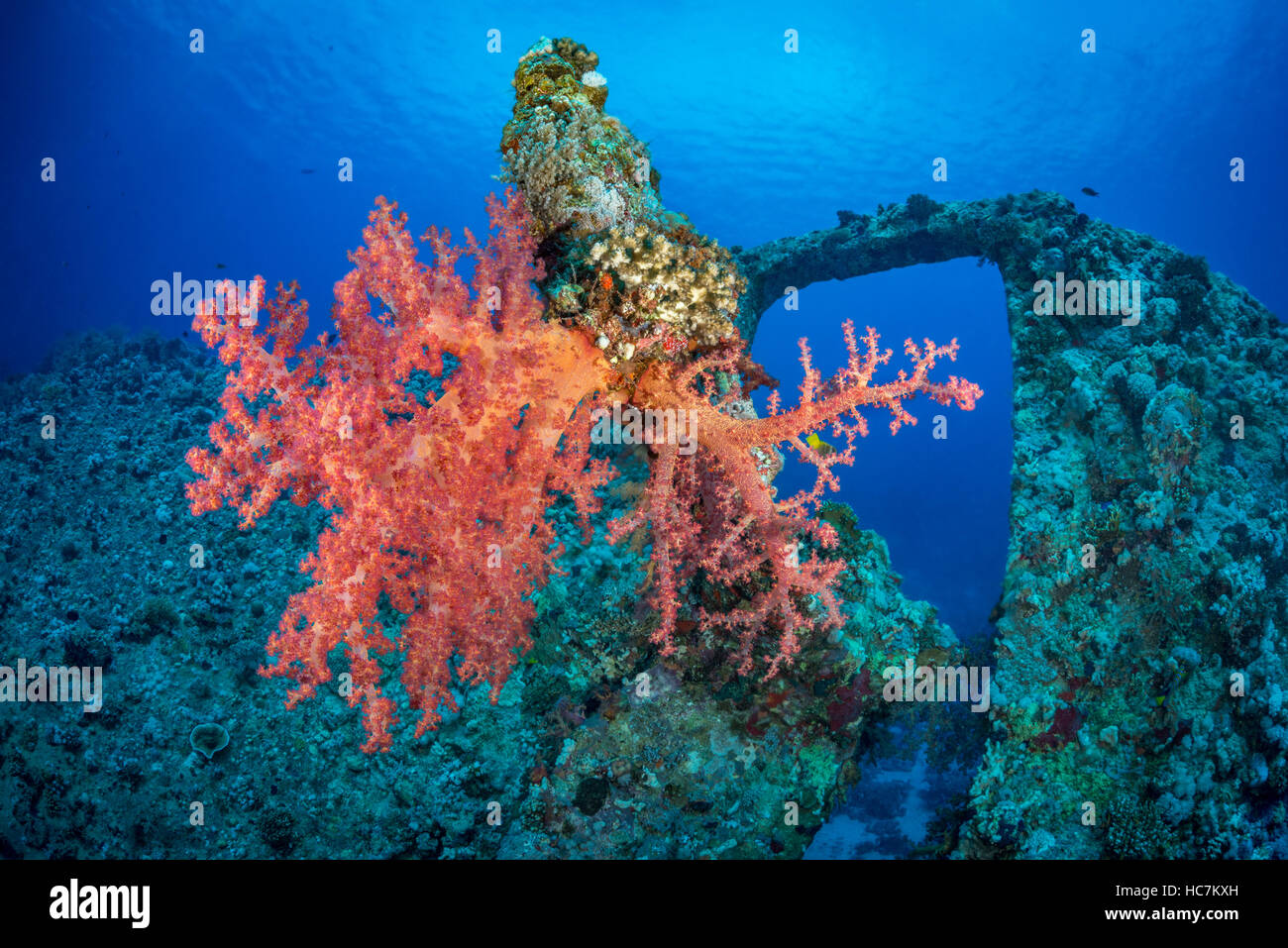Soft Coral (Dendronephthya hemiprichi) che cresce sull'proeller lama del Dunraven relitto. Mar Rosso, Egitto, Novembre Foto Stock