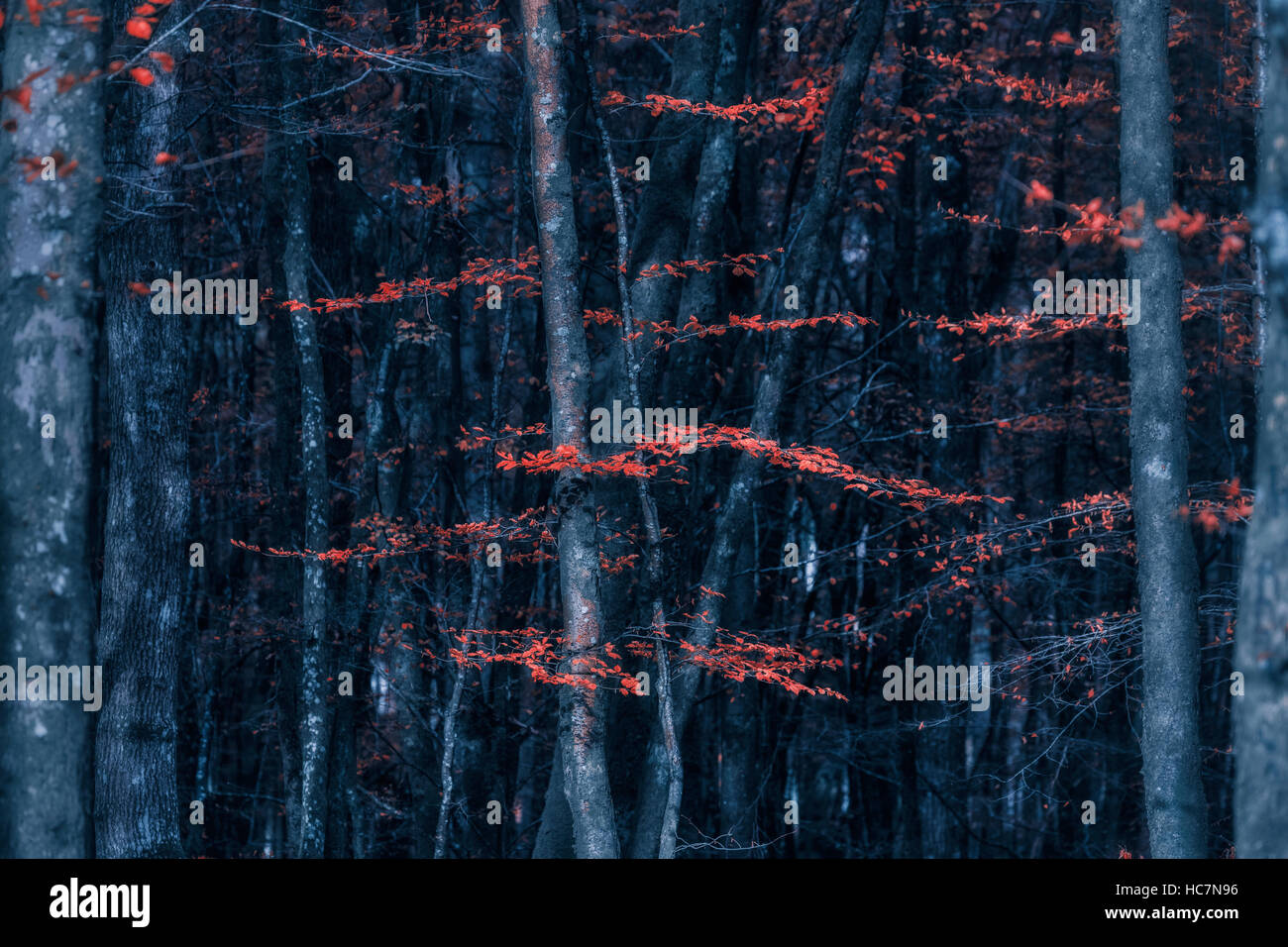 Arance foglie su un albero in autunno Foto Stock