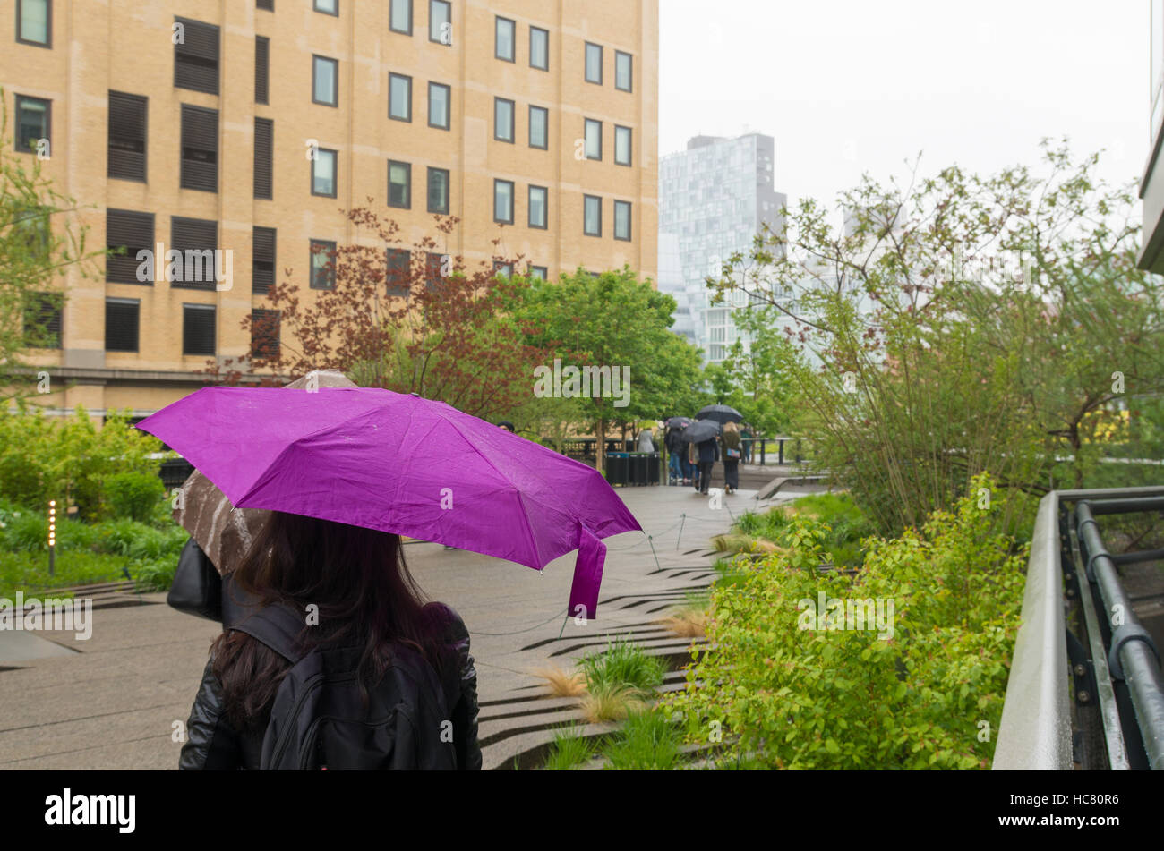 Donna sconosciuta il ricovero per la pioggia sotto un ombrello viola nella linea alta Park di New York City Foto Stock