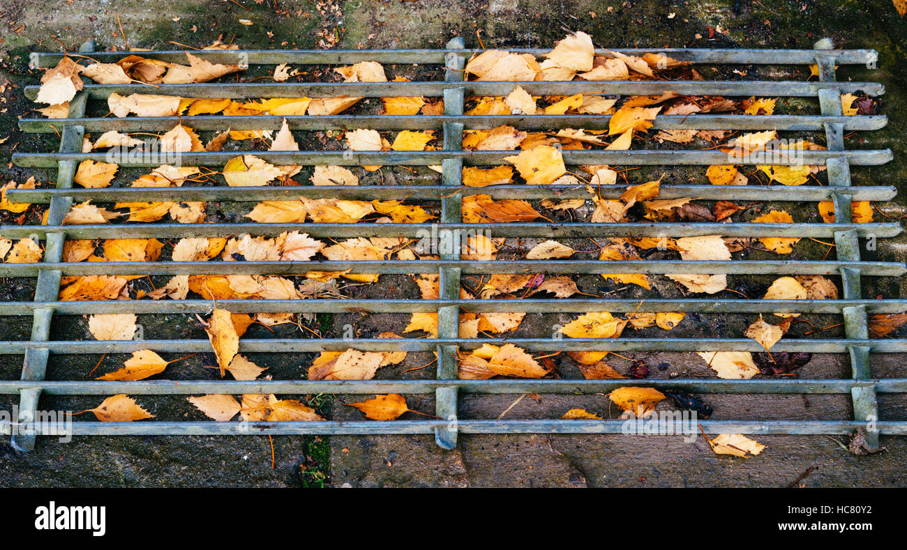 Betulla foglie intrappolate sotto il piede di metallo griglia Foto Stock