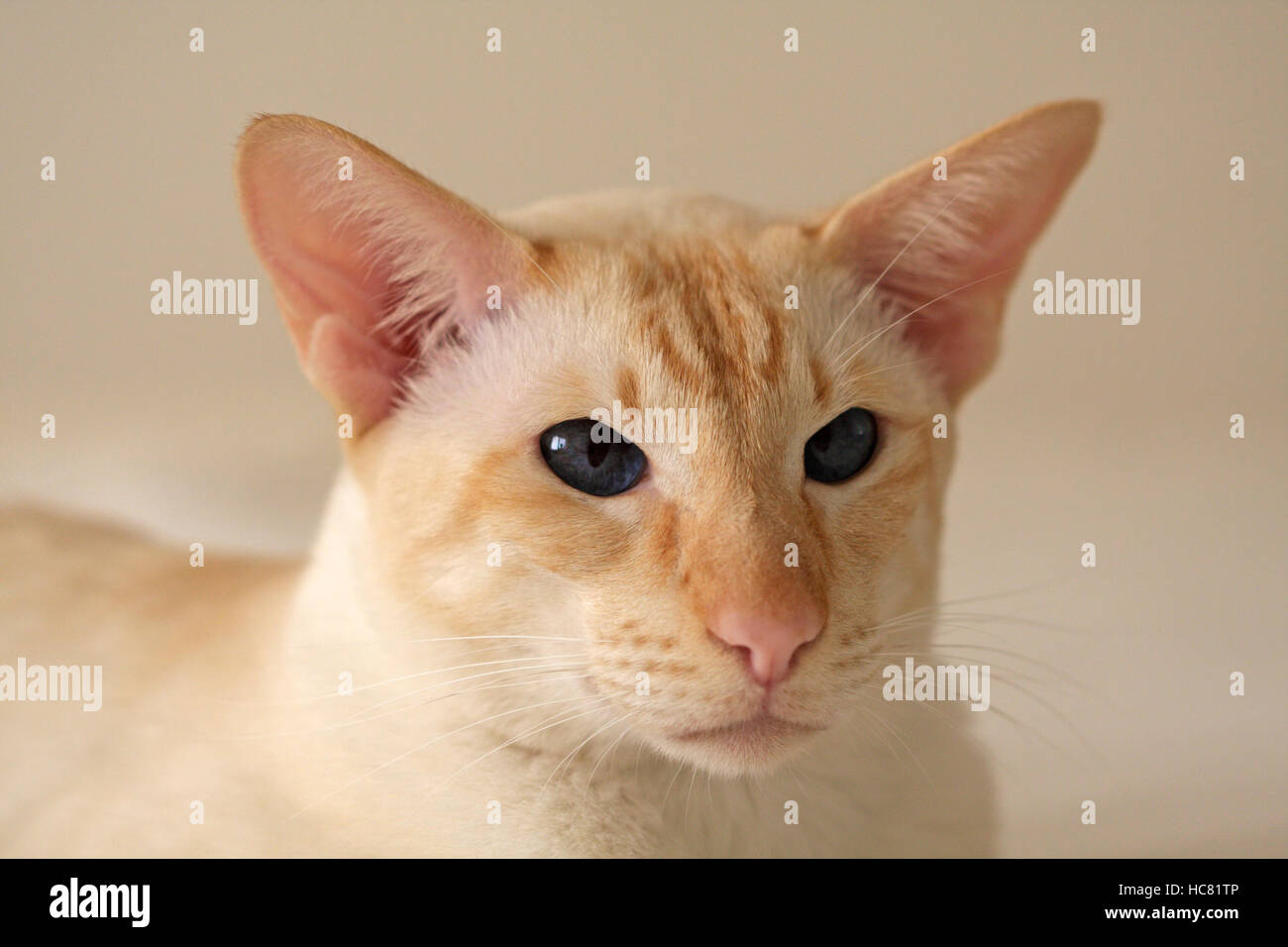 In prossimità di un punto rosso gatto siamese gatto Foto Stock