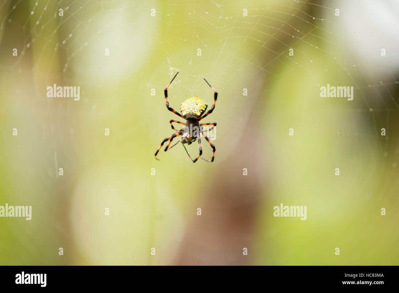 Hawaiian giardino spider la filatura di un nastro Foto Stock