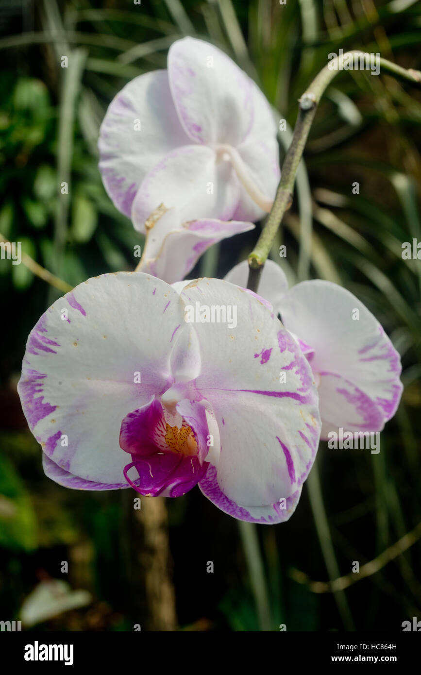 Fotografia di un bianco e viola orchidee Foto Stock