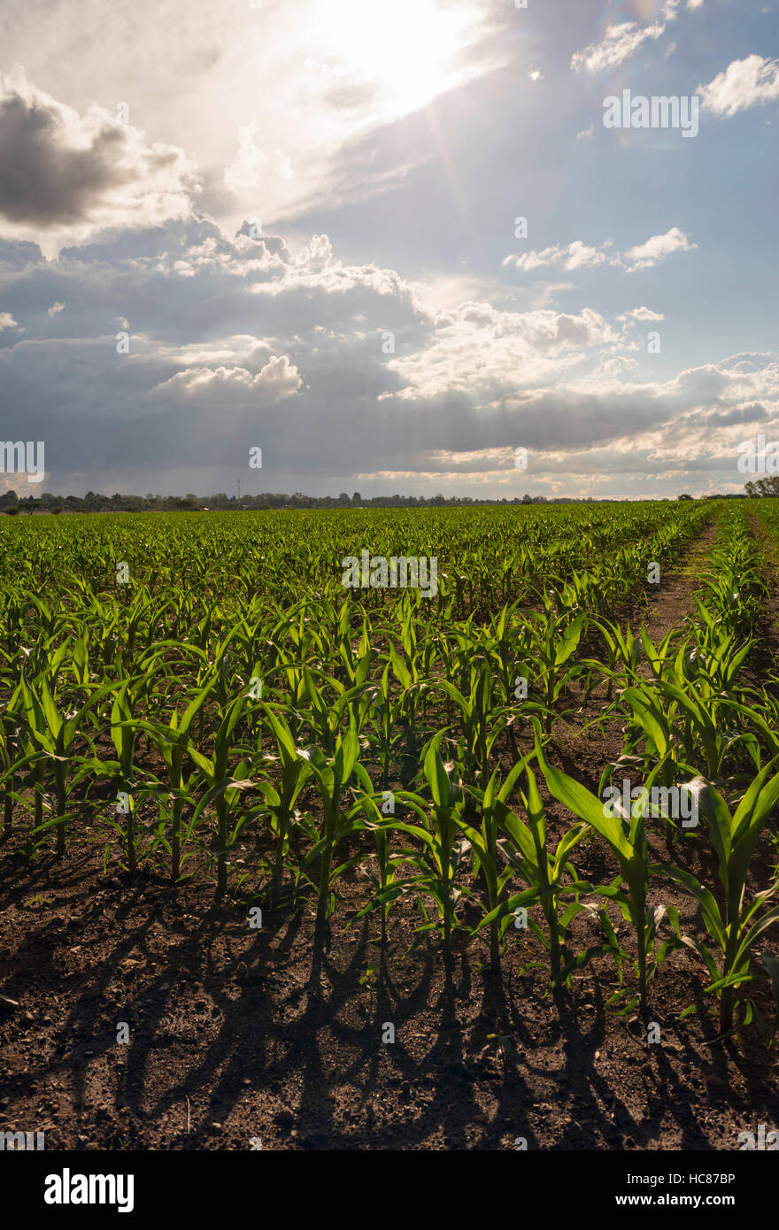 Mais l'agricoltura commerciale Zimbabwe pioggia Foto Stock