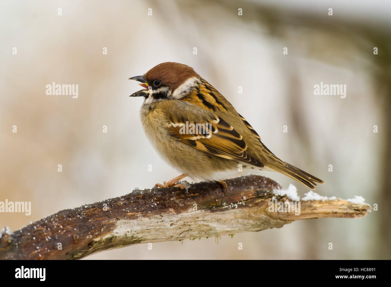 Il canto Eurasian Tree Sparrow (Passer montanus) appollaia con un bel bokeh di fondo Foto Stock