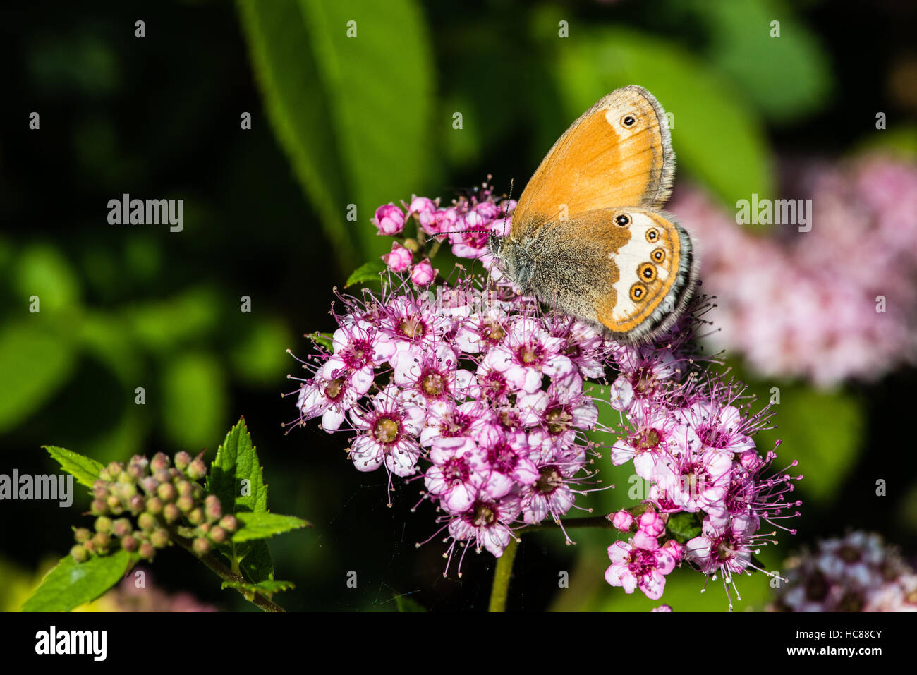 La brughiera di perla (Coenonympha arcania) è appassionato di Spiraea japonica "Nana' o nana spirea giapponese. Foto Stock