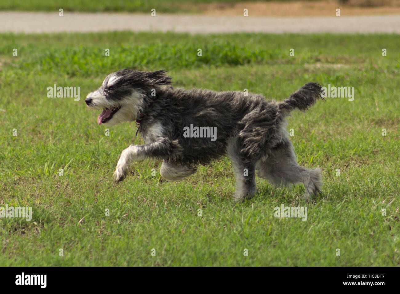 Adorabile terrier con shaggy pelo umido in esecuzione in un dog park, con i suoi orecchi e pelliccia soffiata fuori del suo volto Foto Stock