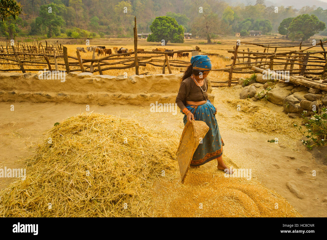 Donna indiana che lavora su un mucchio di grano. Chuka village è stato reso famoso da Jim Corbett nel suo libro Maneaters del Kumaon Foto Stock