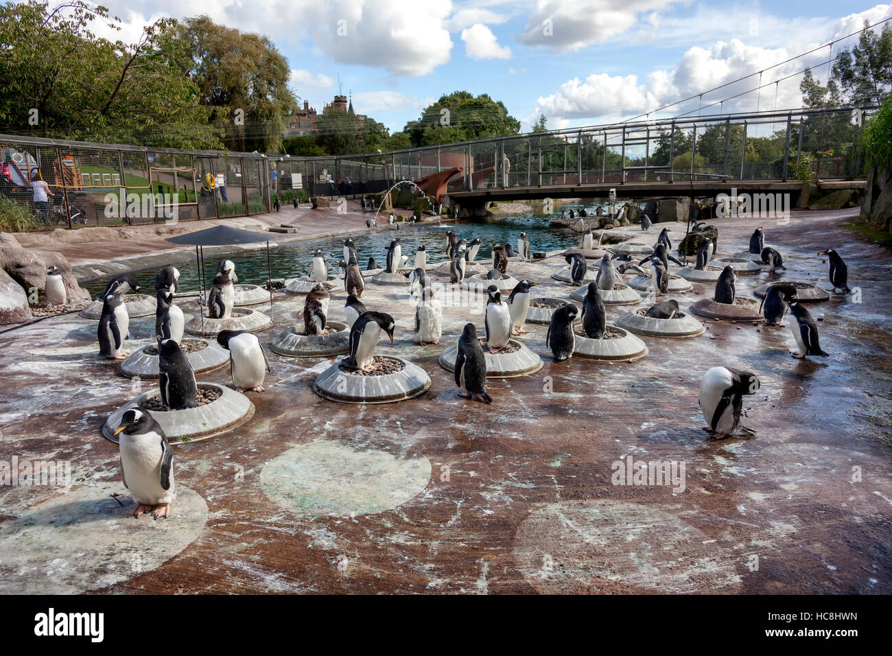 I pinguini lo zoo di Edimburgo Foto Stock