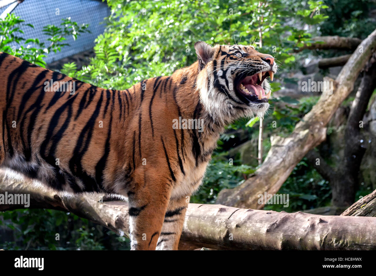 Tiger presso lo zoo di Edimburgo Foto Stock