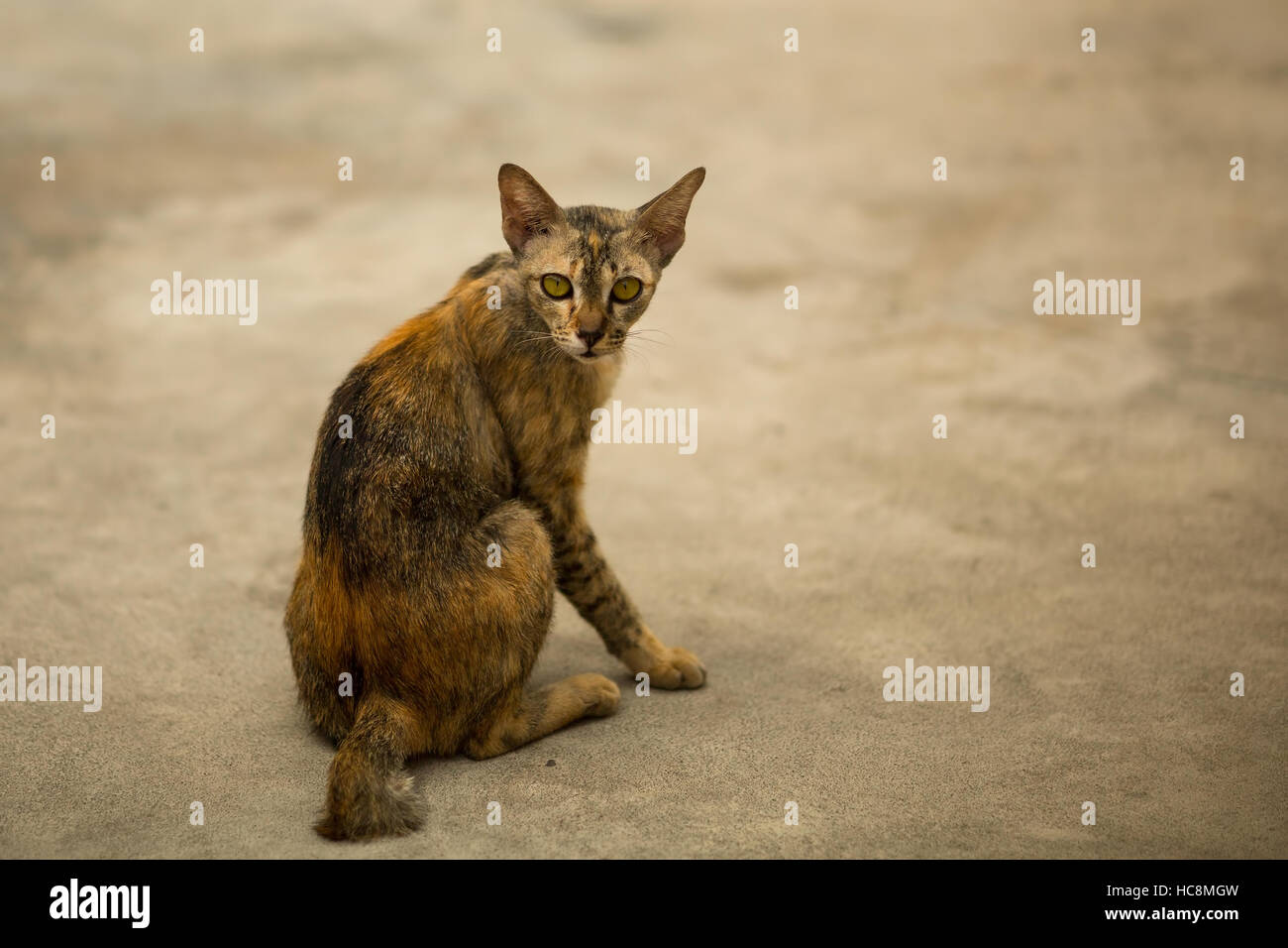 Street cat. Thailandia. Foto Stock