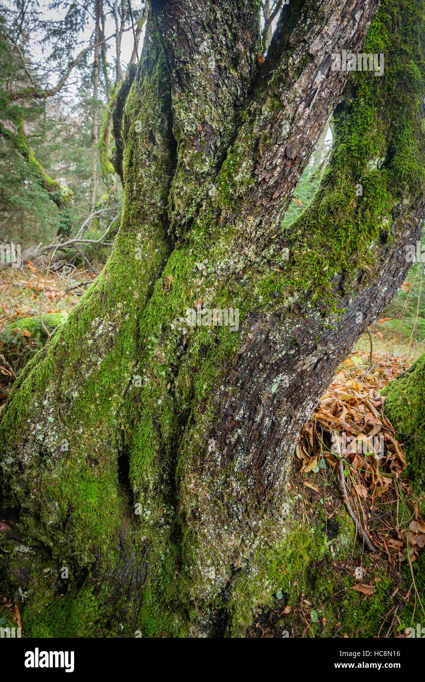 Un tronco di albero, split e ritorto in una forma interessante Foto Stock
