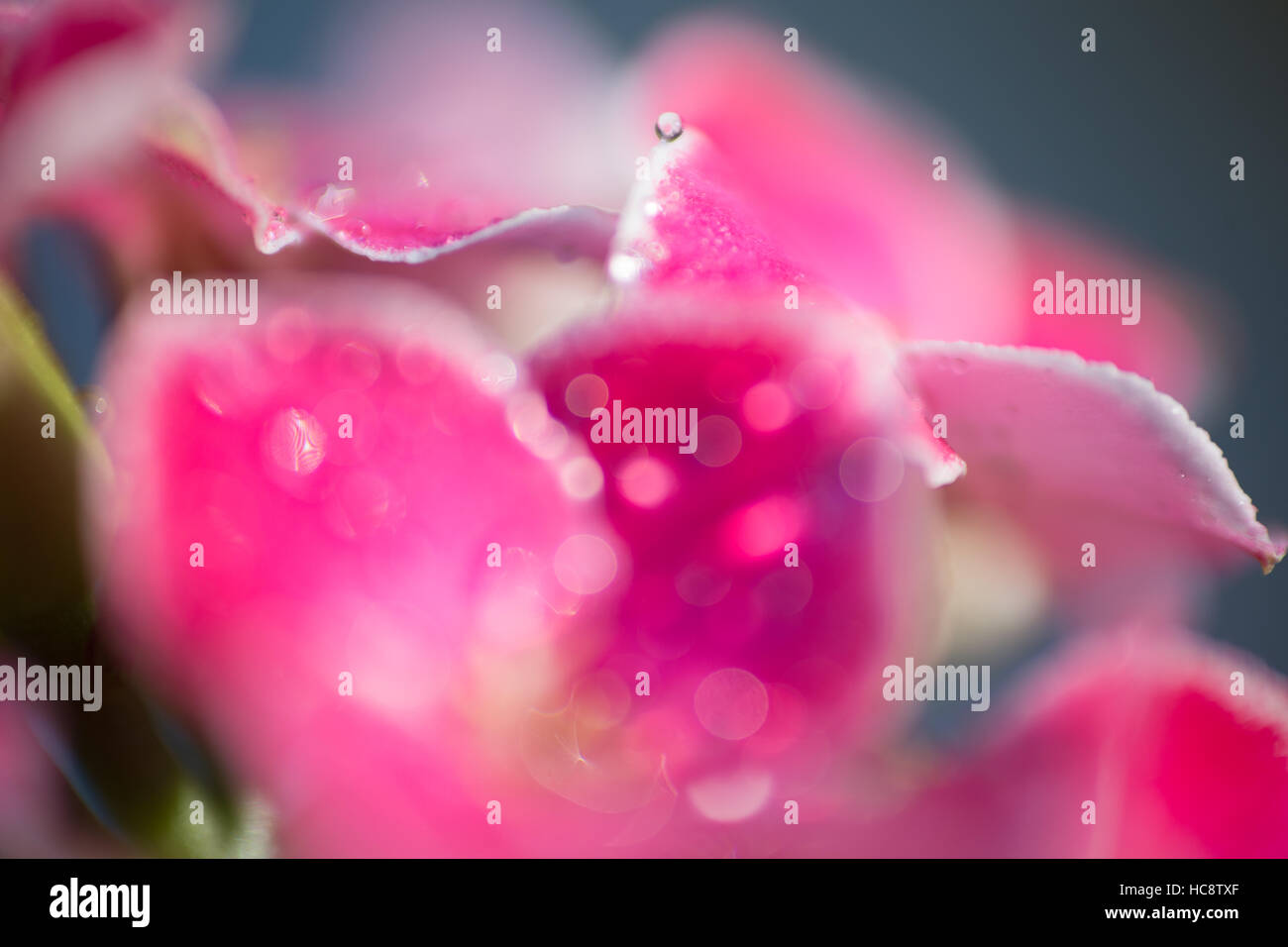 Singola Goccia d'acqua nel fuoco sul bordo di un petalo di un cluster di rosa fiori kalenchoe Foto Stock