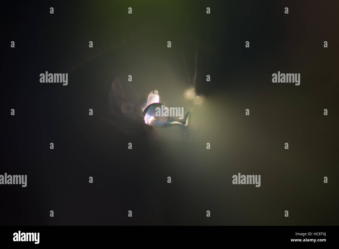 Abstract acqua goccia Nello shallow focus, evidenziato ma in un buio che circonda Foto Stock