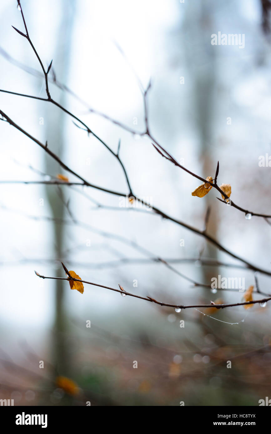 Ultimo foglie autunnali appendere prima dell'inverno, Blackdown legno, Dorset, England, Regno Unito Foto Stock
