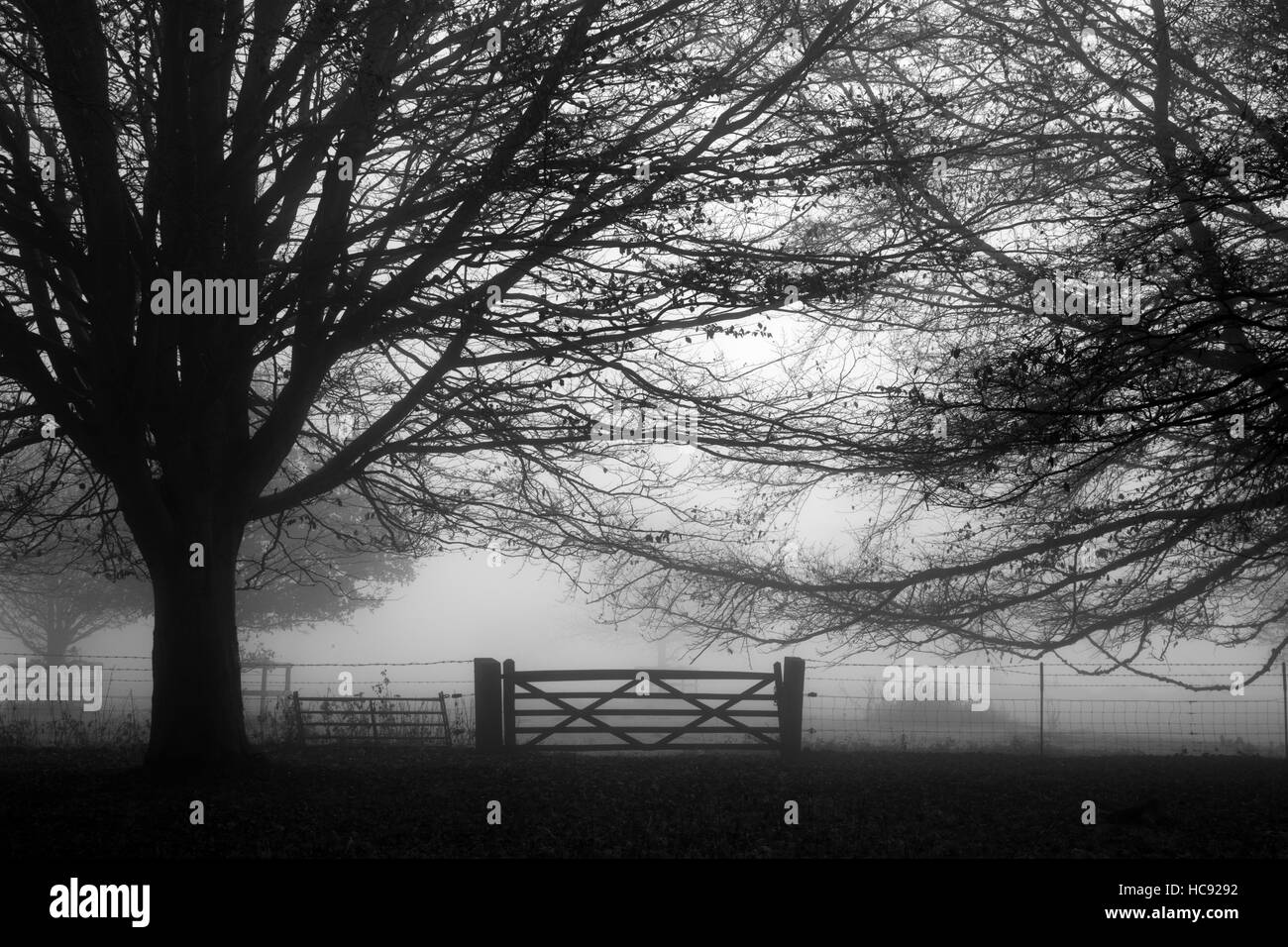 Gate e alberi nella nebbia di mattina al Parco Felbrigg Norfolk Foto Stock