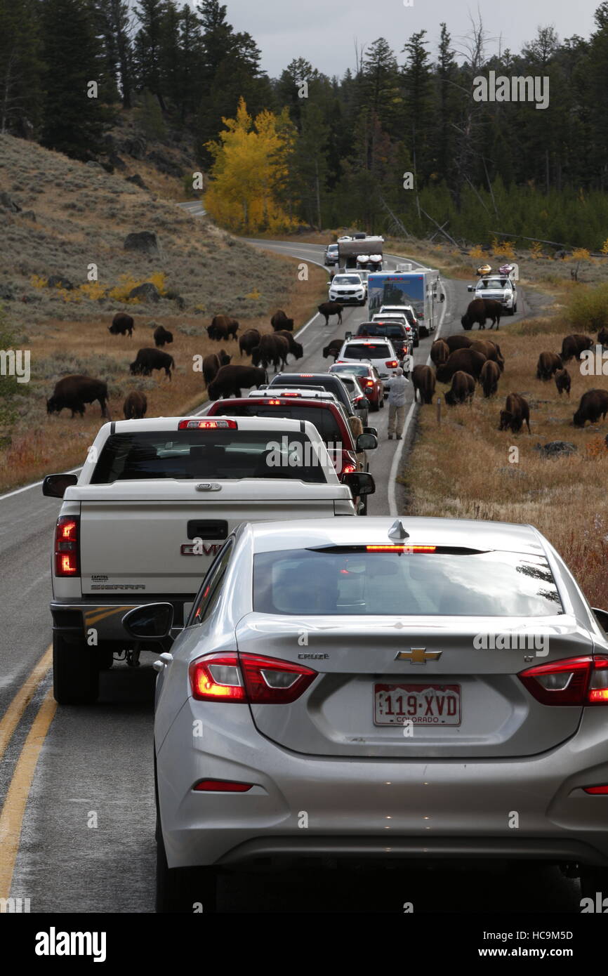 Una mandria di bisonti causare un inceppamento di traffico nel Parco Nazionale di Yellowstone Foto Stock