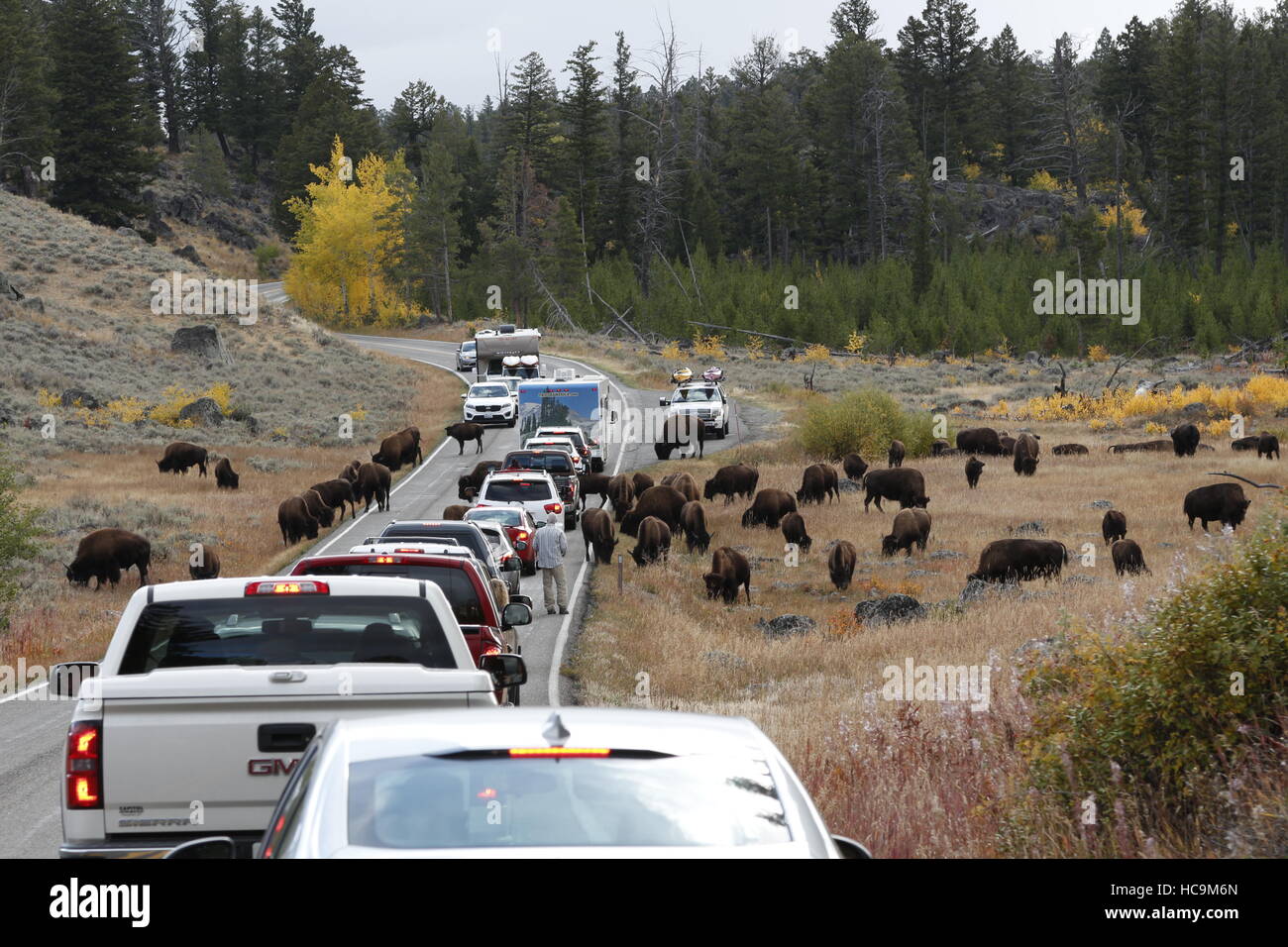 Una mandria di bisonti causare un inceppamento di traffico nel Parco Nazionale di Yellowstone Foto Stock
