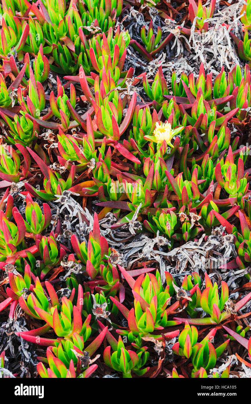 Close-up di fioritura della pianta di ghiaccio (Carpobrotus edulis), una specie invasive nativo del Sudafrica, nella costa della California. Foto Stock