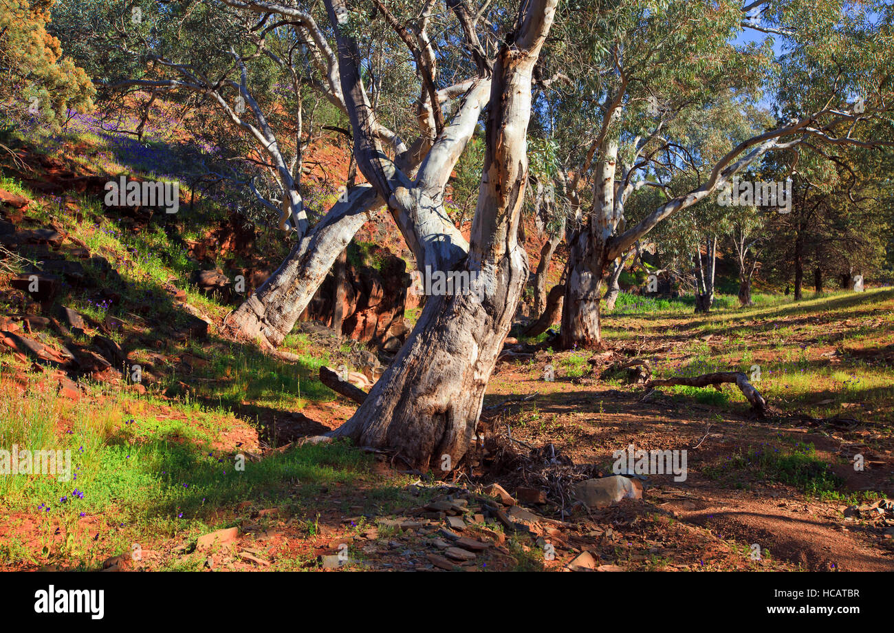 Outback paesaggi Flinders Ranges Australia del Sud Australia Foto Stock