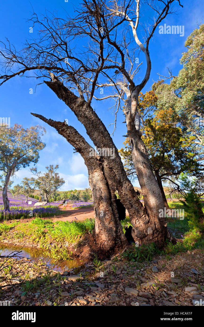Outback paesaggi Flinders Ranges Australia del Sud Australia Foto Stock