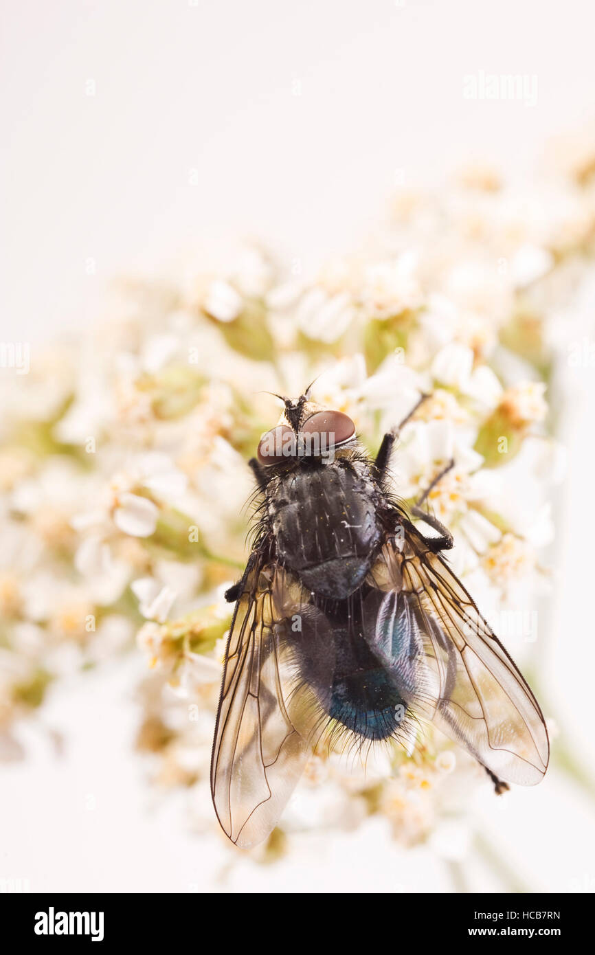 Fly dei morti (Cynomyia mortuorum) Foto Stock