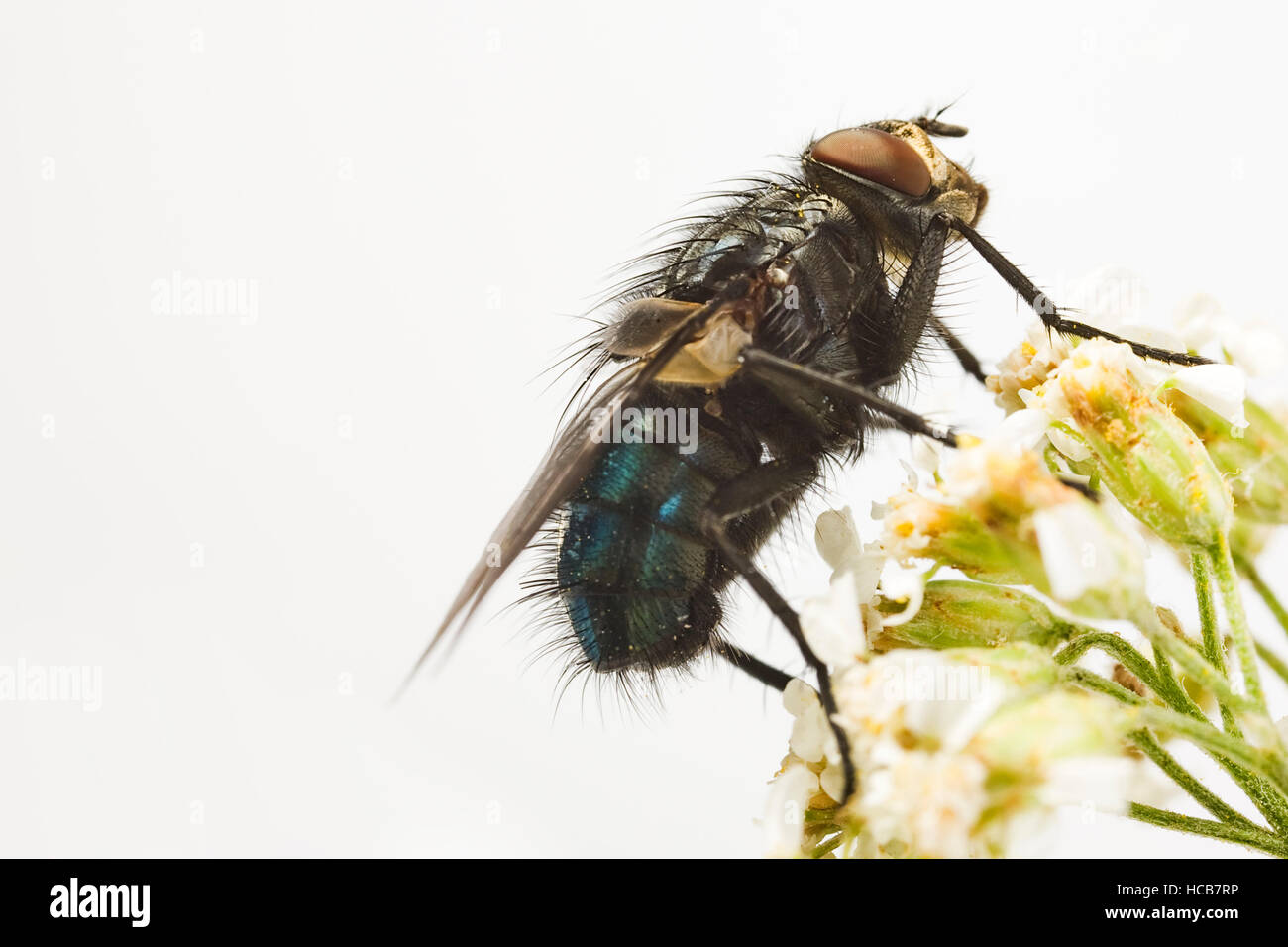Fly dei morti (Cynomyia mortuorum) Foto Stock