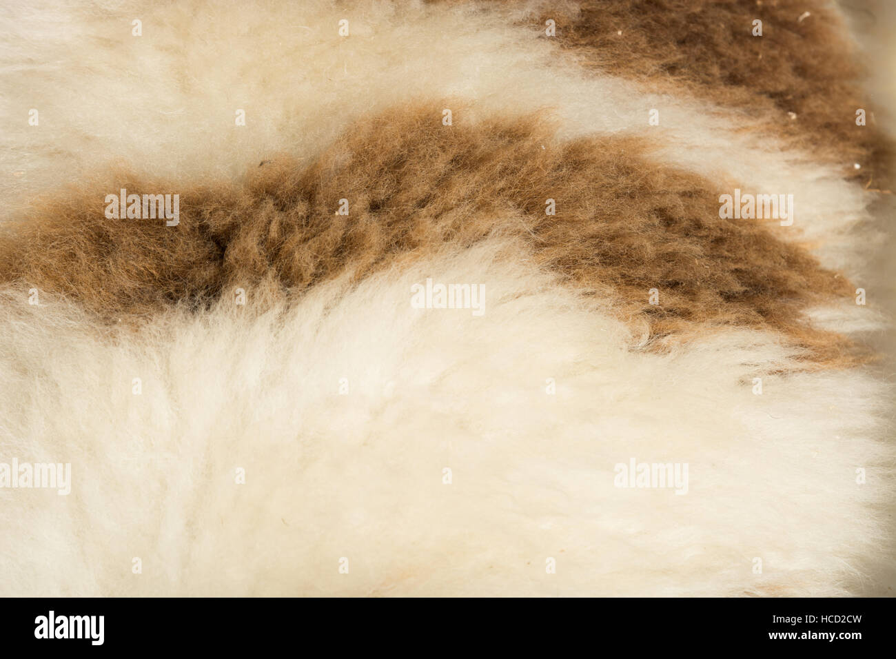 Giacobbe pecore vello close up Foto Stock