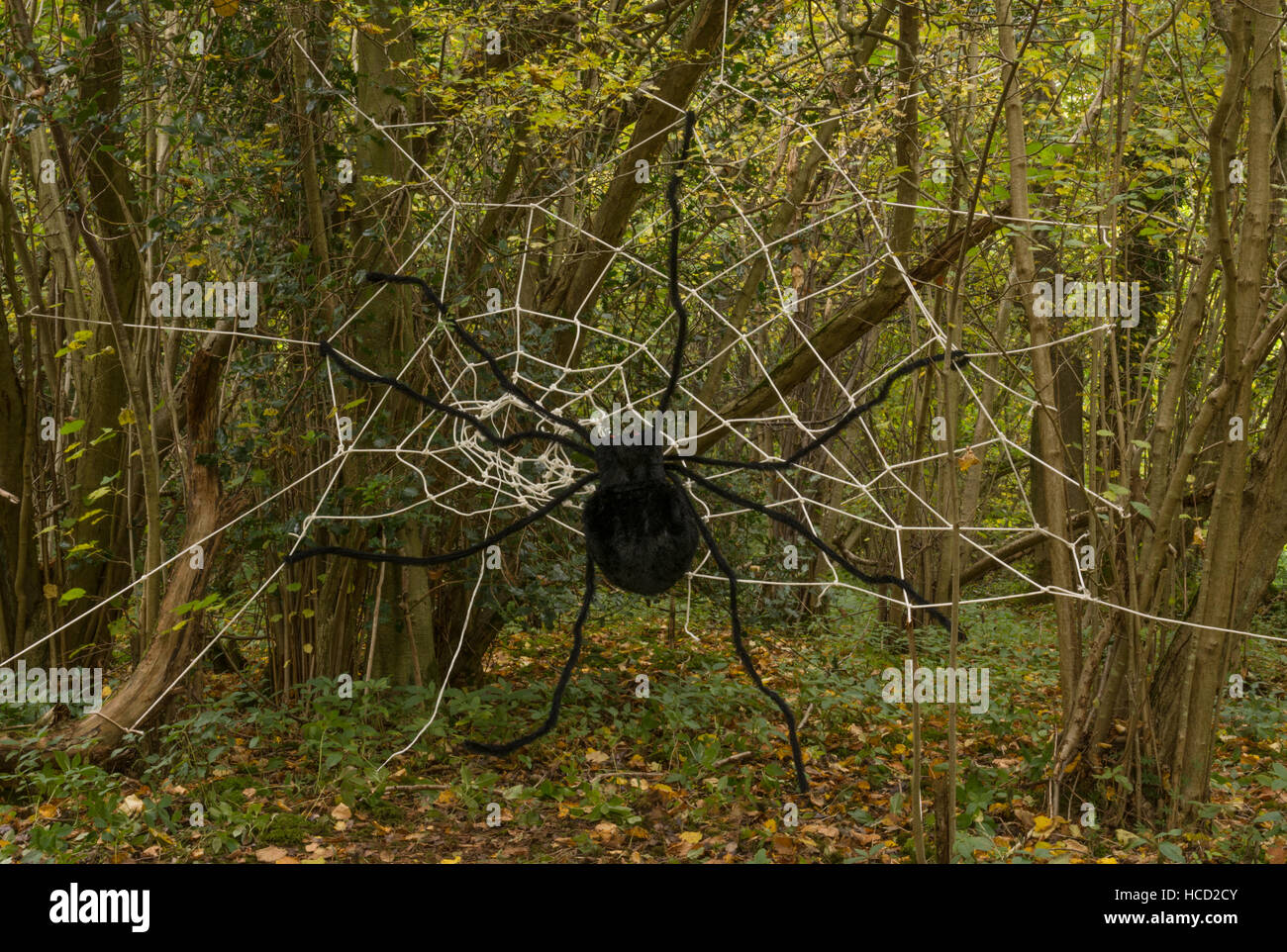 Spider Web e nei boschi Foto Stock