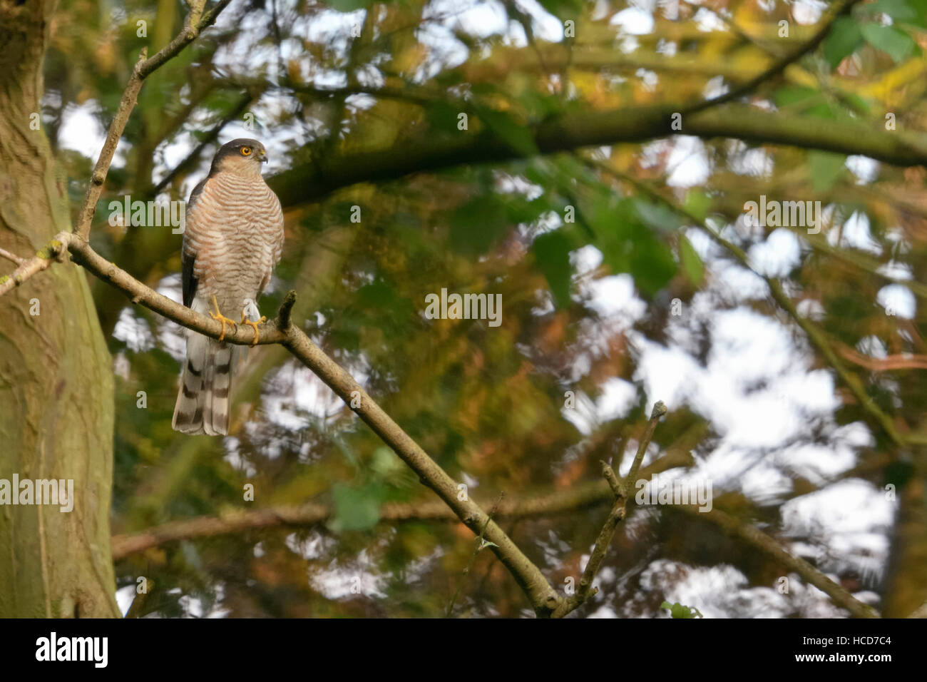 Sparviero / Sperber ( Accipiter nisus ), maschio adulto, arroccato in alto in albero a foglie decidue, guardando attentamente, la caccia e la fauna selvatica. Foto Stock