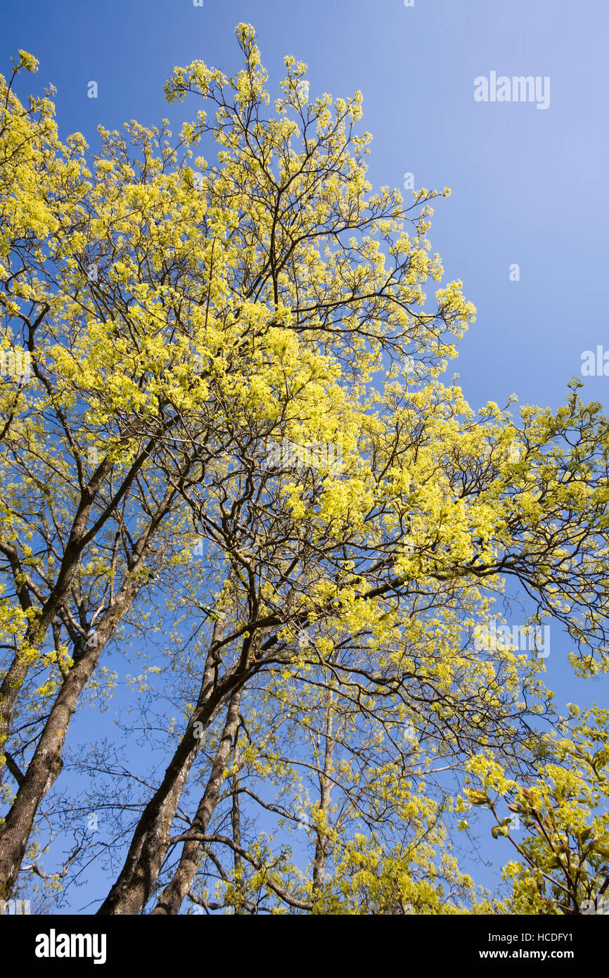 Acer platanoides, Norvegia maple blooming, Finlandia Europa Foto Stock