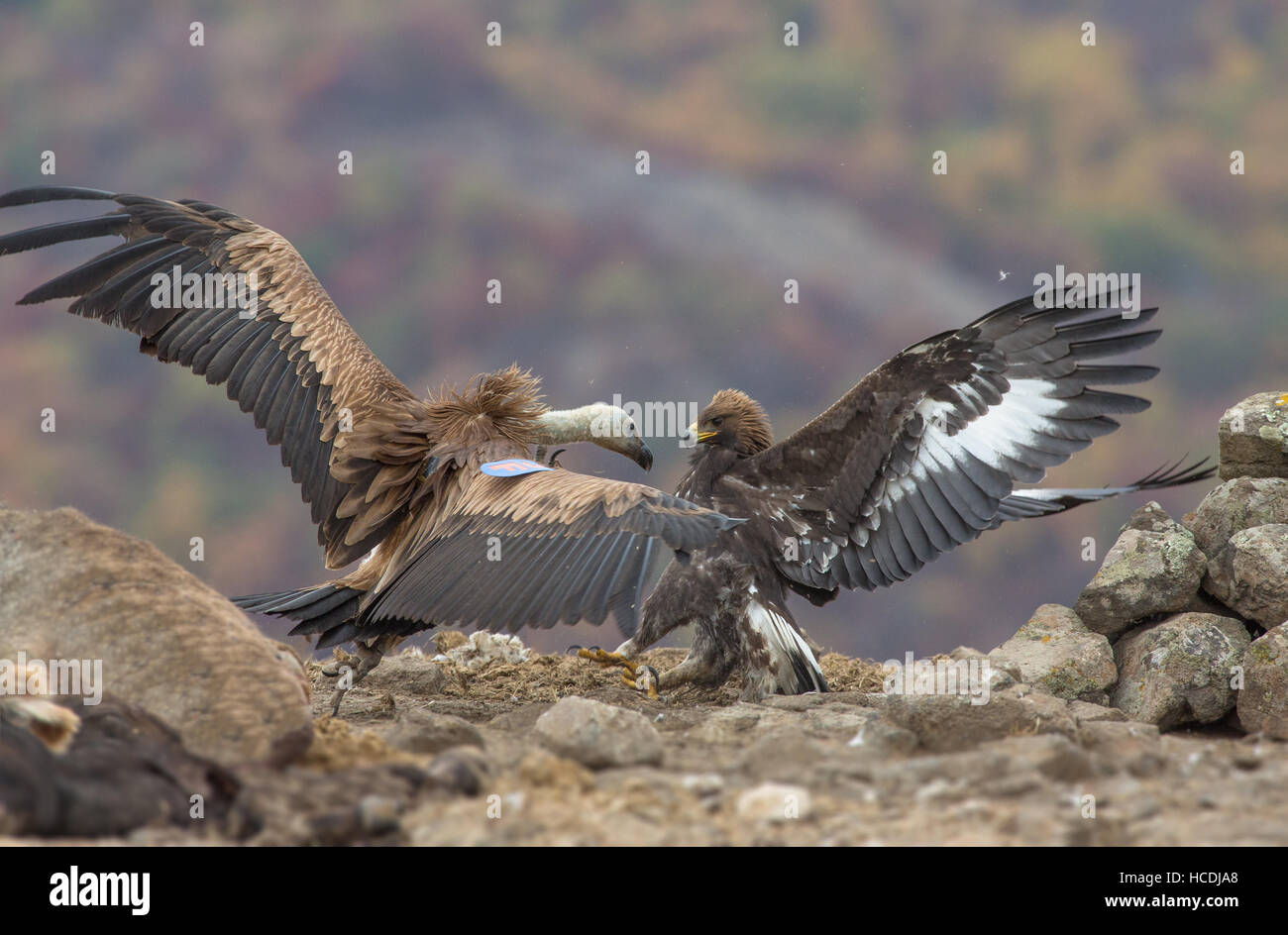 Dorso bianco vulture VS golden eagle in lotta per il cibo Foto Stock