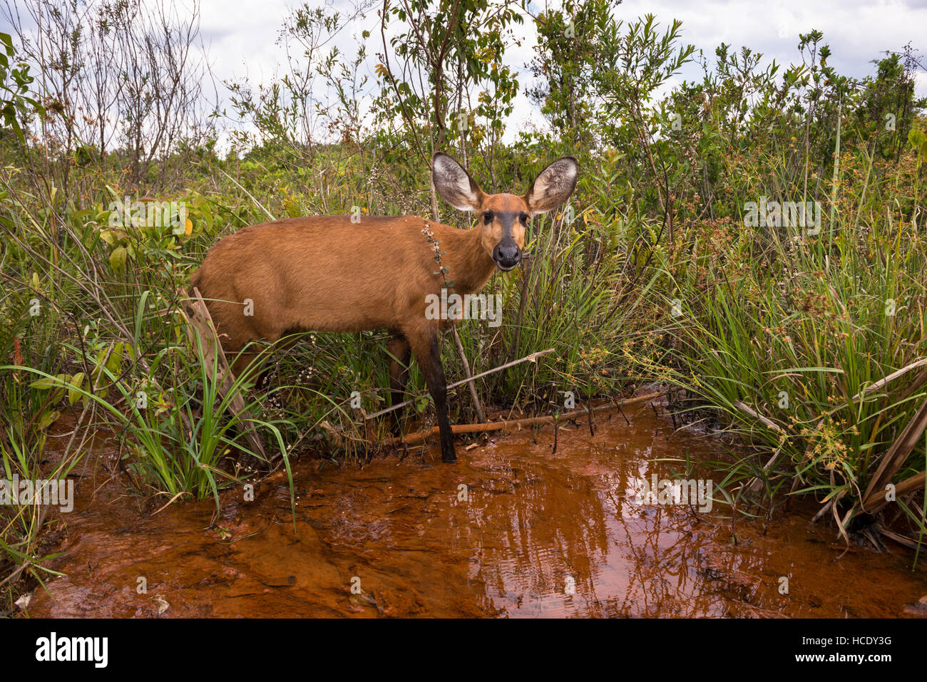 Una femmina di palude del cervo nel suo habitat, una zona umida in Brasile Centrale Foto Stock