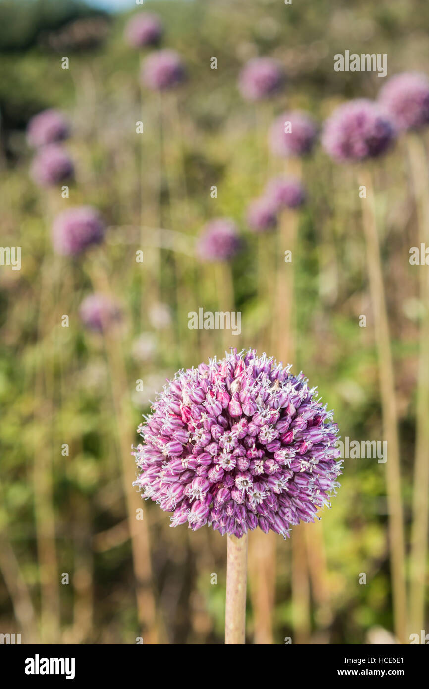 Wild Leek Allium ampeloprasum, molte piante in fiore in ambiente costiero di St Mary's, isole Scilly, UK, Luglio Foto Stock