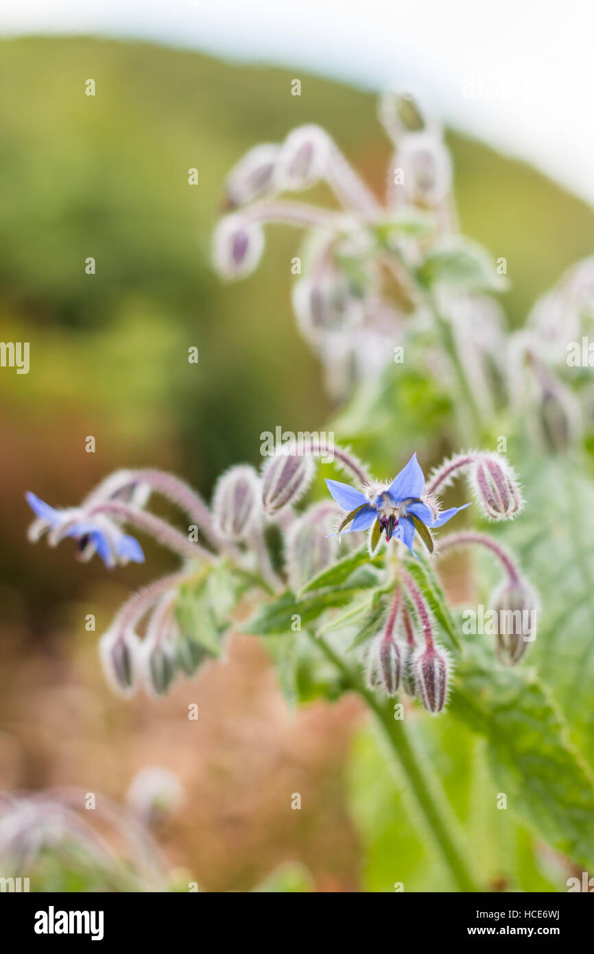 La borragine borragine officinalis, l'impianto comune borragine in fiore, St Mary, isole Scilly, Agosto Foto Stock