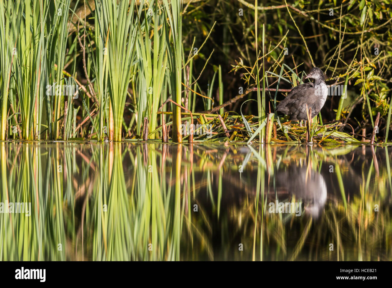 La folaga fulica atra, un adolescente sorge sul vecchio nido a bordo dei laghi, il Tamworth, Staffordshire, Settembre Foto Stock