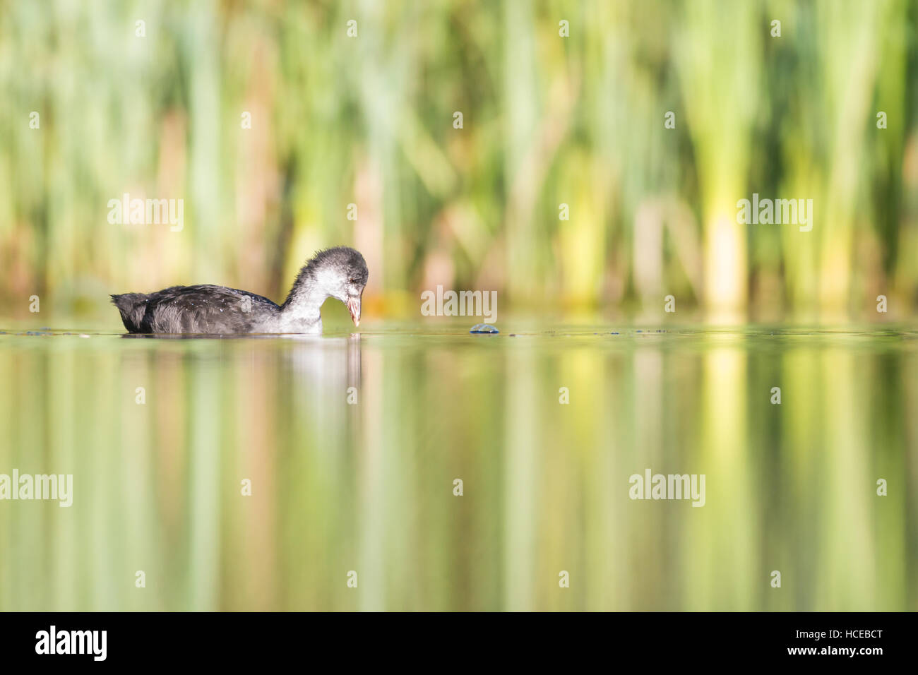 La folaga fulica atra, un bambino nuota su di un lago calmo e guarda la riflessione, il Tamworth, Staffordshire, Settembre Foto Stock
