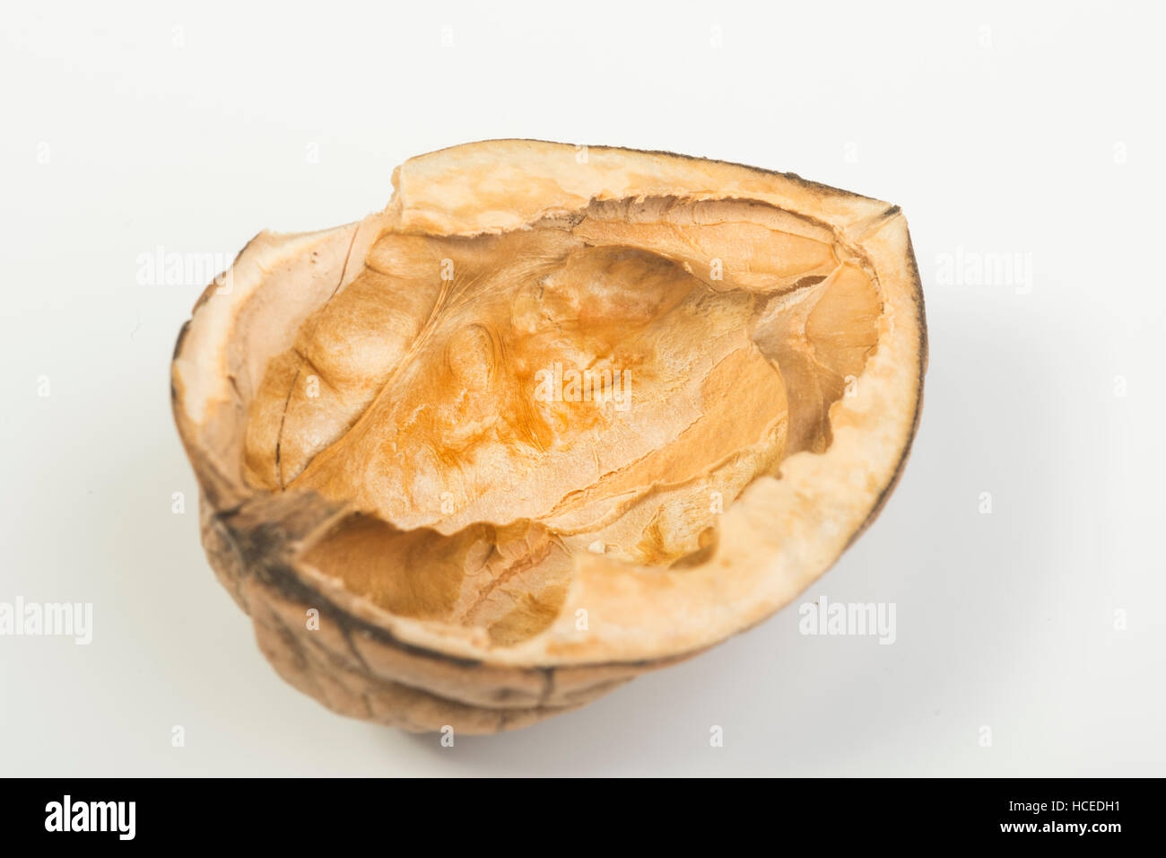 Guscio di noce Foto Stock